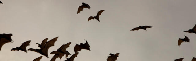 Bats use echolocation to make mental maps for navigation