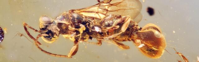 This Ancient Wasp Had a Freaky Belly That Snapped Shut to Trap Victims