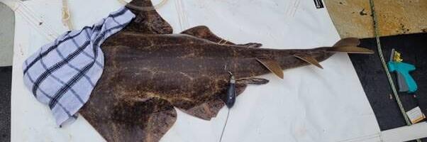 Two Critically Endangered Angel Shark Successfully Tagged and Transmitting Data in Tralee Bay