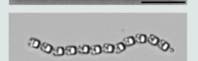 Researchers 3D print robot the size of a single-cell organism — devices move and navigate even without a ‘brain,’ uses their shape and the environment to get going