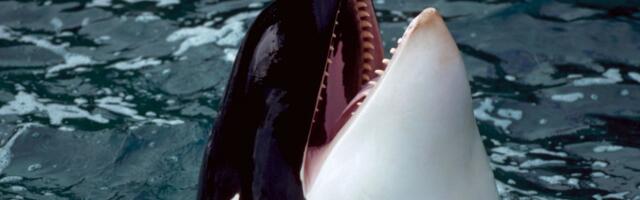 Orcas Are Wearing Salmon Hats. Again.