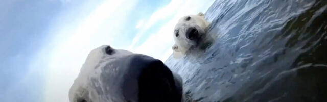 Scientists strapped cameras to a bunch of polar bears. The footage is breathtaking — and alarming.
