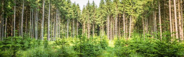 Revalue Nature raises £8m for carbon project analytics platform