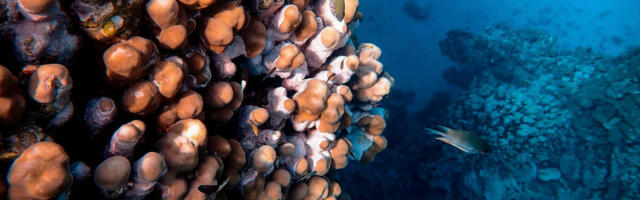 How to get started with Underwater Photography – Guest Article by Top Photographer George Kakas