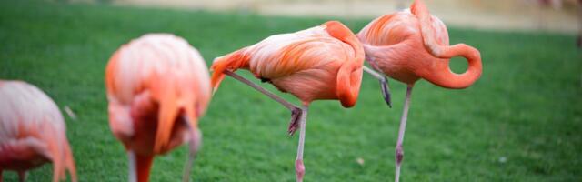 Want to Know How Well You’re Aging? Try Standing on One Leg