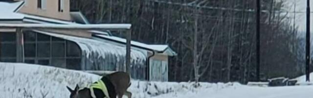 A Canadian Deer Is Mysteriously Wandering Around in a Bright Yellow High-Vis Safety Jacket