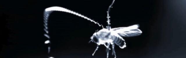 Flying Parasitic Worms Use This Superpower to Ambush Prey Midair