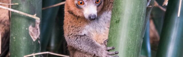 Intrepid Travel Removes Wildlife Experiences Not Aligned With Its Animal Welfare Policy