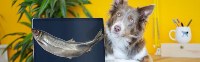 5 ways to identify job phishing schemes