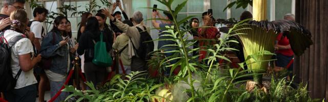 Would You Stand in Line to Sniff the World’s Most Disgusting Flower?