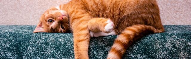 Orange You Glad We Finally Figured Out Why Some Cats Are Ginger