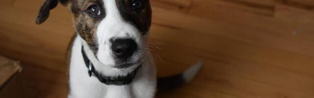 Want to Be a Better Pet Parent? AI Can Help