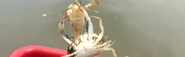 In Chesapeake Bay, the Primary Cause of Death for Baby Blue Crabs: The Grown-Ups