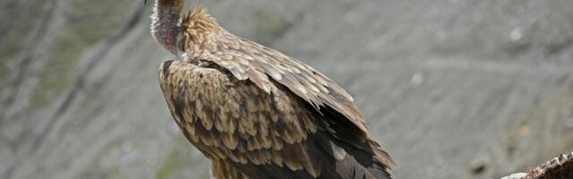 These reviled birds of prey literally save people’s lives