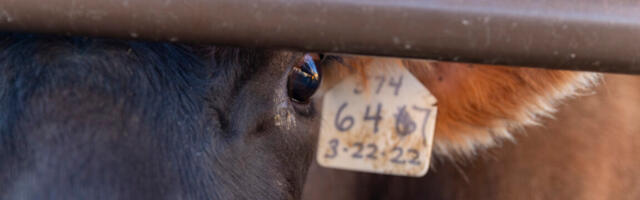 H5N1 testing in cow veterinarians suggests bird flu is spreading silently