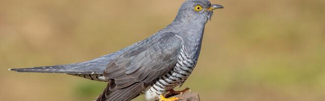 Кукушка — математика выживания