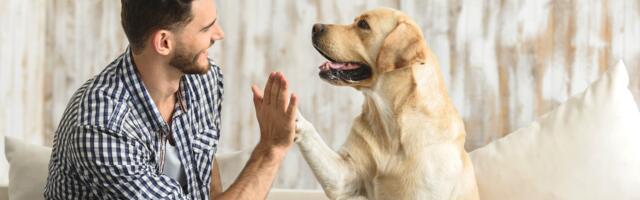 Pet insurance with a human touch: An interview with the founder of a growing insurtech