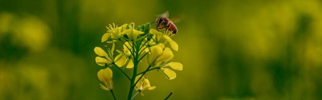 Why the death of the honeybee was greatly exaggerated