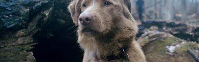 How to watch Good Boy: The dog-led supernatural horror movie is now streaming How to watch Good Boy: The dog-led supernatural horror movie is now streaming