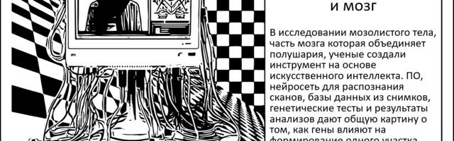 [Перевод] Нейросети, генетический потенциал и развитие мозга. Как генетика определяет характер нашего разума