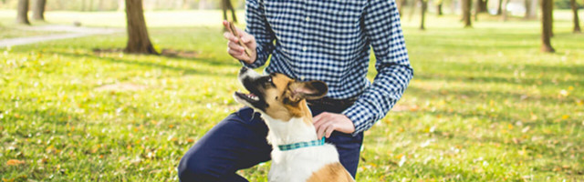 This DNA My Dog testing plus dog training courses can help build a happy, healthy pooch