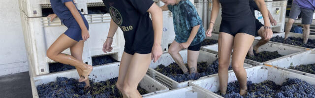 The ancient ways of natural wine are finding new fans in the Bay Area and beyond