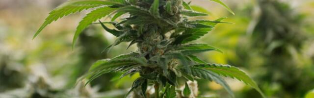 Did legal marijuana help or harm Californians? Here’s what the data says
