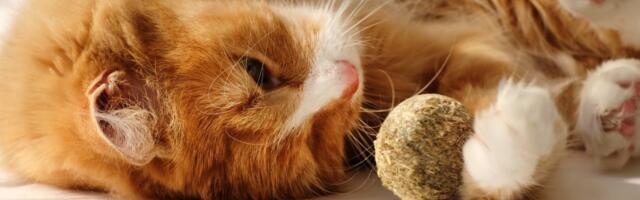 Oregon Man Sues Pet Food Company for Allegedly Killing His Cats With Bird Flu
