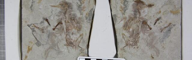 Ancient Bird Swallowed 800 Rocks and Choked to Death, Scientists Say