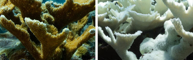 Devastating photos reveal how an extreme heat wave is wrecking Florida’s coral reef