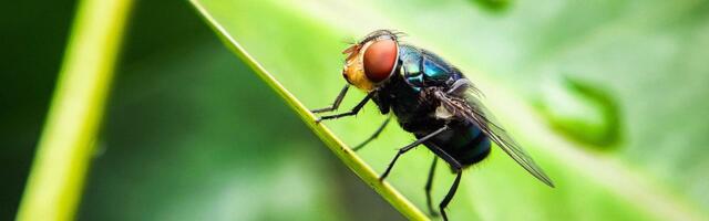 The US Has a Plan to Combat Screwworm. It Involves a Lot More Flies