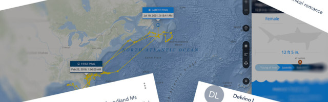 The internet’s best comment section is on a shark tracker app