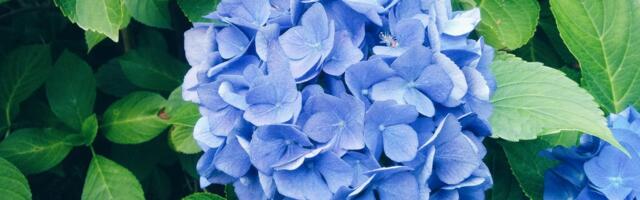 Yes, You Can Change the Color of Your Hydrangeas With These Expert-Backed Tips