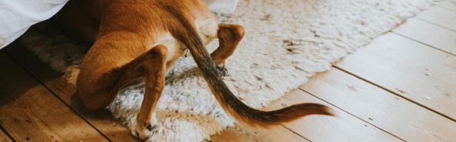 My 6 High-Tech Tactics for Pets Afraid of Fourth of July Fireworks
