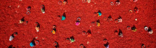 This vibrant bird’s-eye view of a chili farm in Bangladesh just won a major aerial photography award — and it was captured with a DJI Mavic 4 Pro