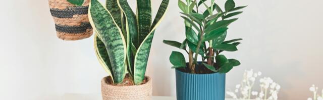 The houseplant that thrives on neglect and actually prefers when you forget to water it