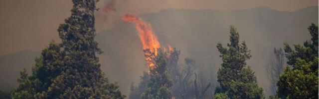 As Patagonia Burns, the World May Lose Some of its Most Ancient Trees