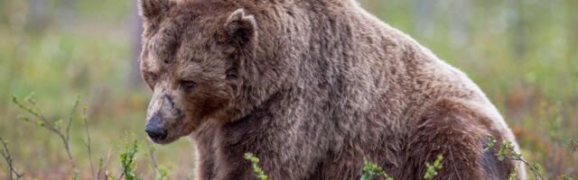 Markets Today: Bitcoin Bears Start to Emerge, Ye's YZY Surges Then Slumps