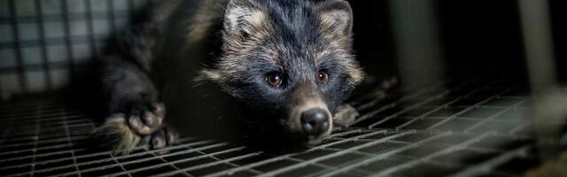 The end of fur just got a lot closer