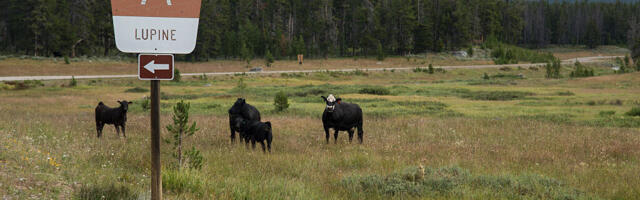 Overhaul of public lands grazing regulations seeks to cut public involvement