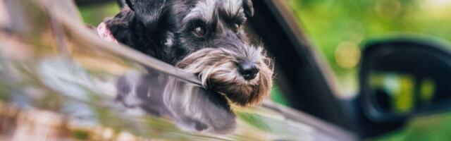Dog in Car Shoots Woman With Shotgun, Nebraska Police Say