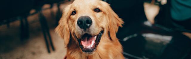 Research suggests people who feel more empathy for dogs than humans aren’t broken — their empathy is fully intact, it’s just been directed toward the only available recipient that has never weaponized it, and a person whose empathy has been weaponized enough times eventually stops handing it to anyone who could do it again