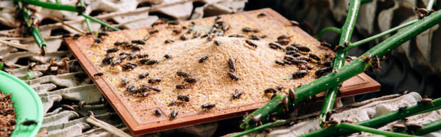 Entocycle raises £4m to track flies and make protein-rich grub