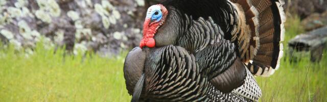 Bitcoin's Tumble to $91K Evokes Thanksgiving 'Massacre' of 2020
