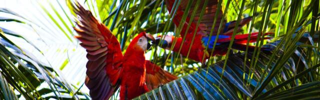 Why Costa Rica Is Taking a Hands-Off Approach to Regulating Crypto