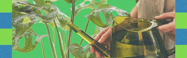 Plant Care Tips for the Winter, According to Experts (2025)