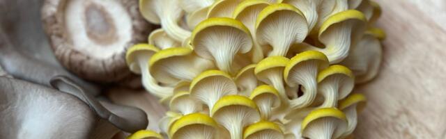 Berlin agritech startup Tupu raises $3.2M to advance urban mushroom farming