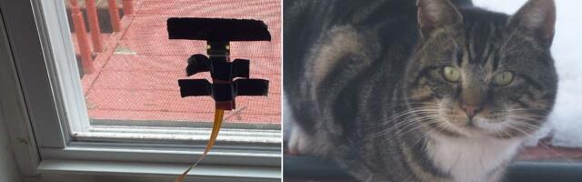 Raspberry Pi CatBot monitors for stray cats and texts you a photo