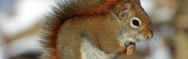 Reducing meat consumption could help endangered UK Species