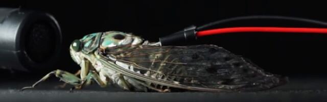 Cyborg cicadas play Pachelbel’s Canon